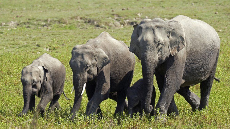 How many elephants are there in a herd in India?