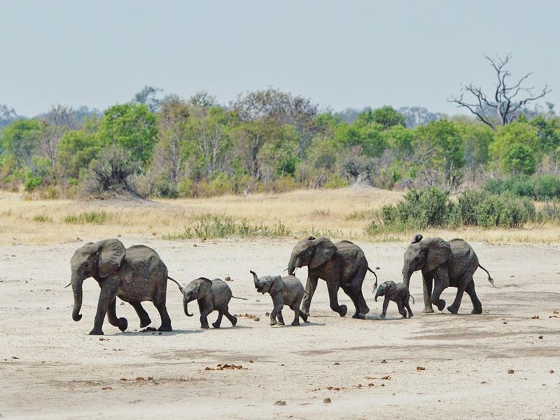 How many elephants can be in a herd?