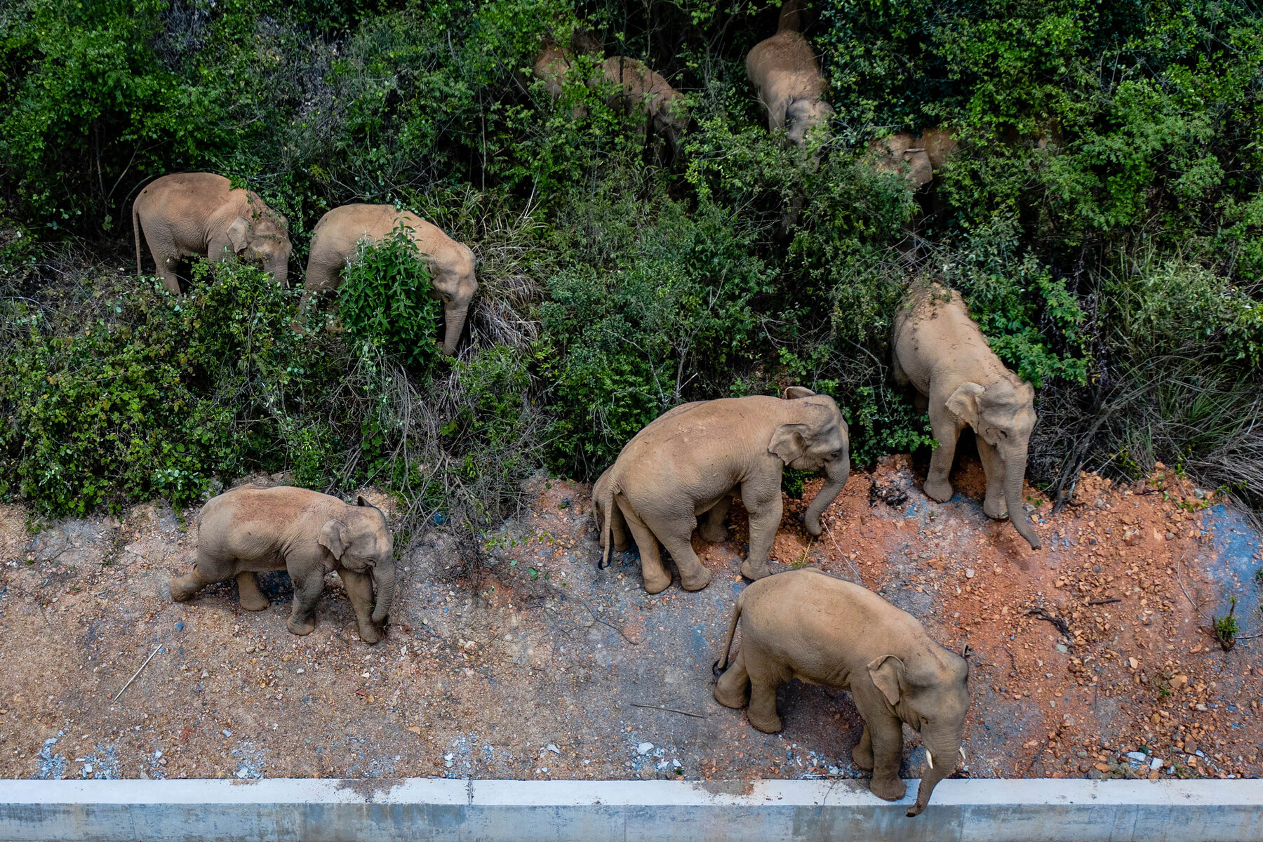 How many elephants were in the Kep herd?