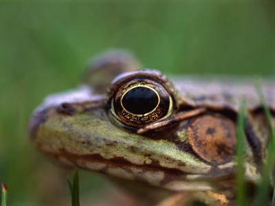 How many eyelids does a frog have?
