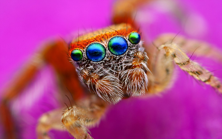 How many eyes do spider have?