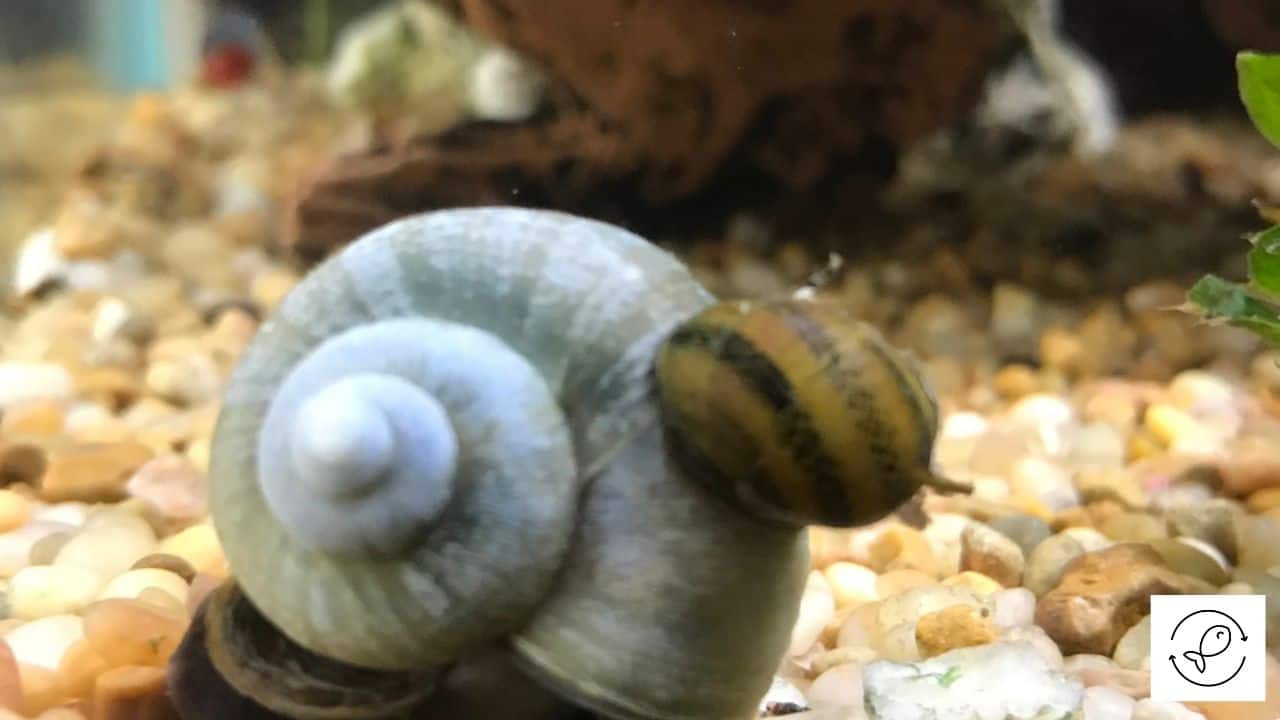 How many eyes do water snails have?