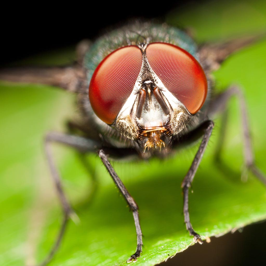 How many eyes does a fly have?