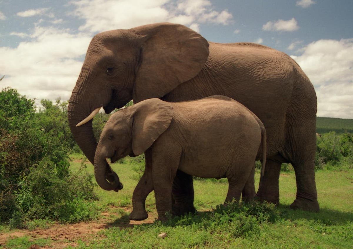 How many female members are there in an elephant herd?