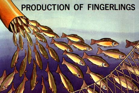 How many fingerlings can a fish produce?