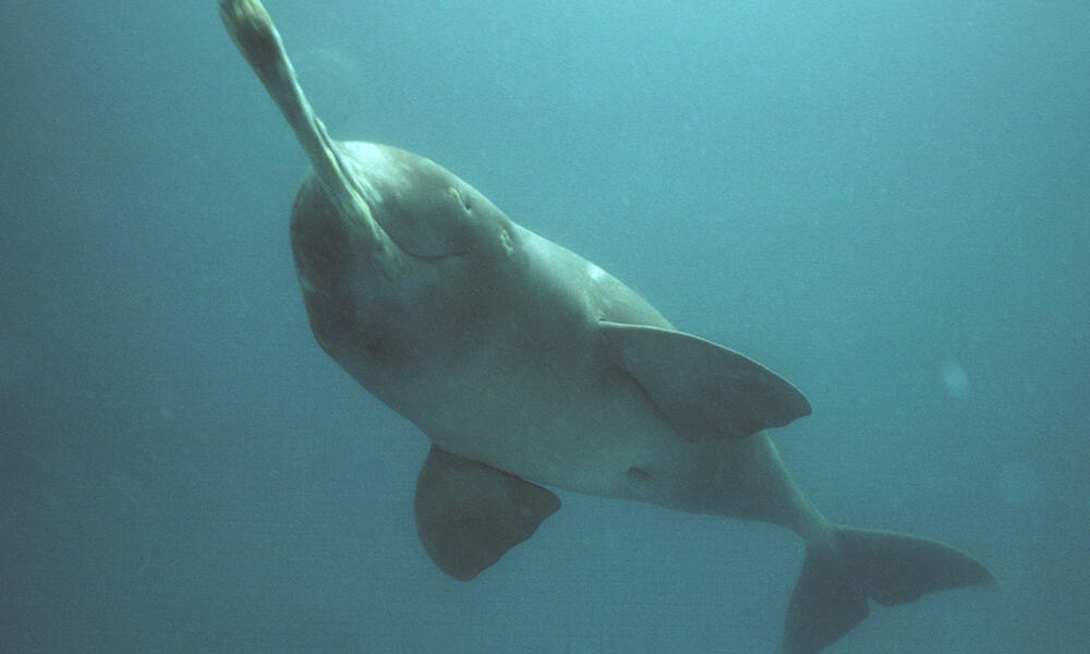 How many Ganges River dolphins are left in the world?