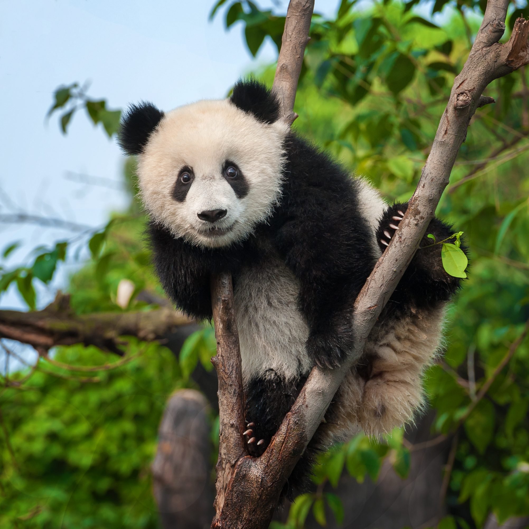 How many giant pandas are there in the world?