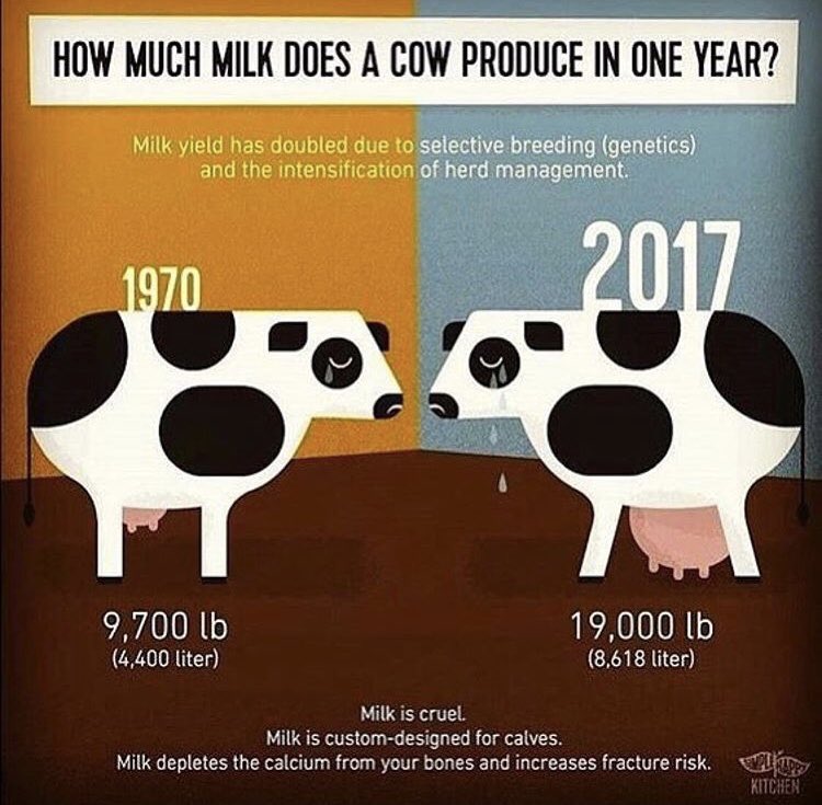 How many glasses of milk can a cow produce in a day?