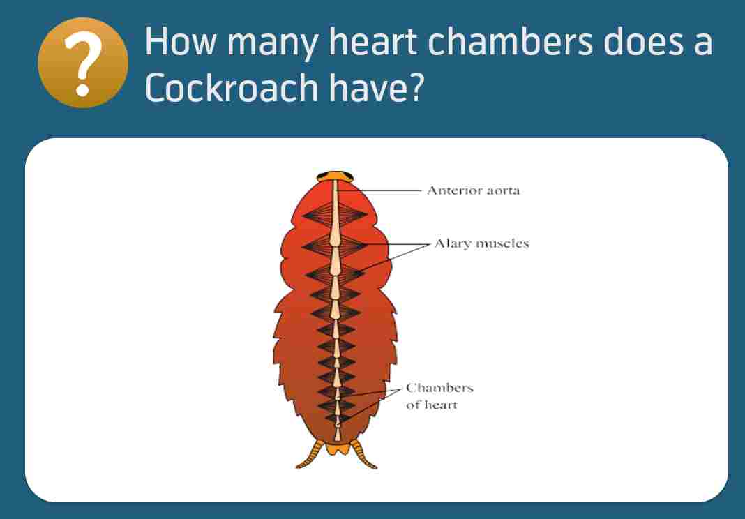 How many heart chambers a cockroach has?