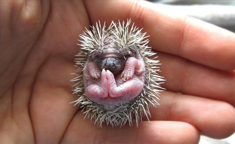 How many hedgehogs are born in a litter?