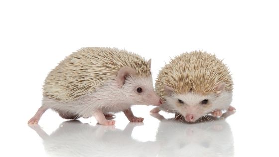 How many hedgehogs live together?