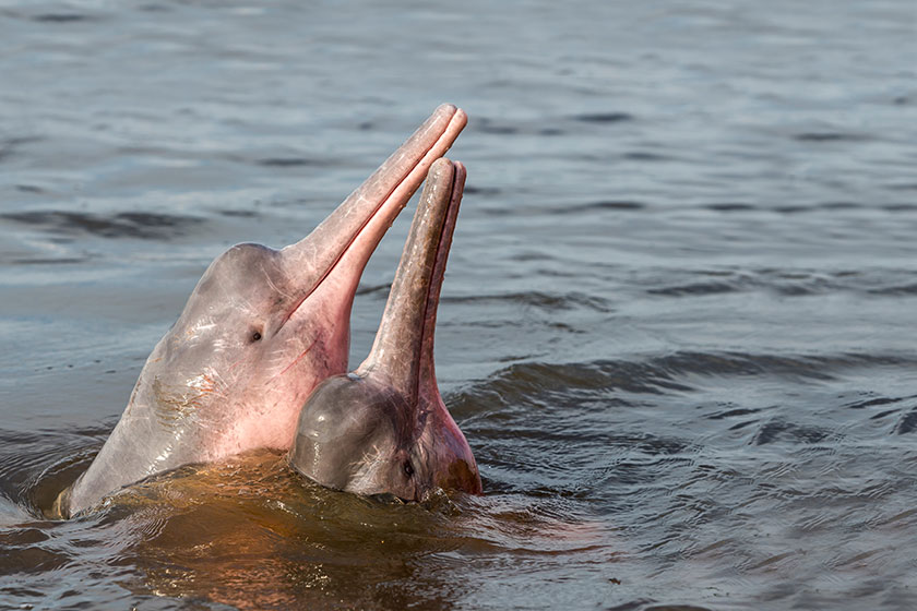 How many Indus River dolphins are left 2020?