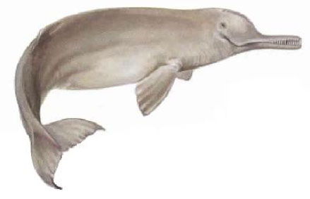 How many Indus River dolphins are left today?