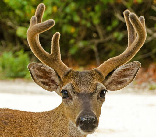 How many key deer are there in the world?