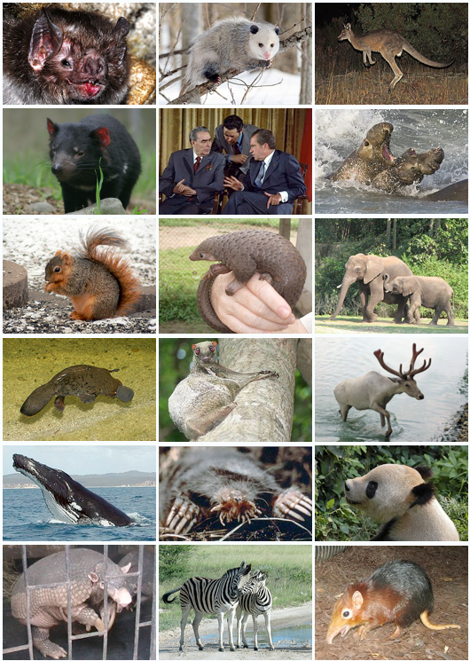 How many kinds of mammals are there?