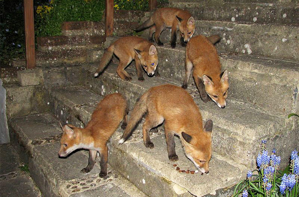 How many kittens do foxes have?