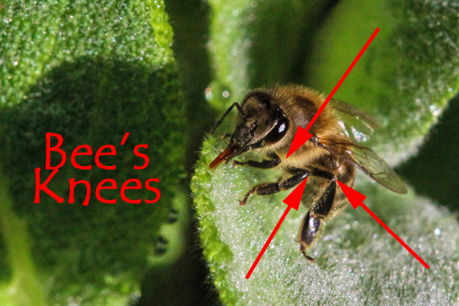 How many knees do honey bees have?