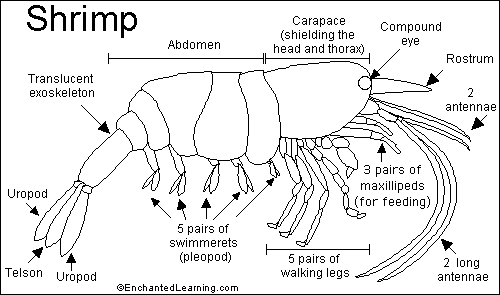 How many legs do a shrimp have?