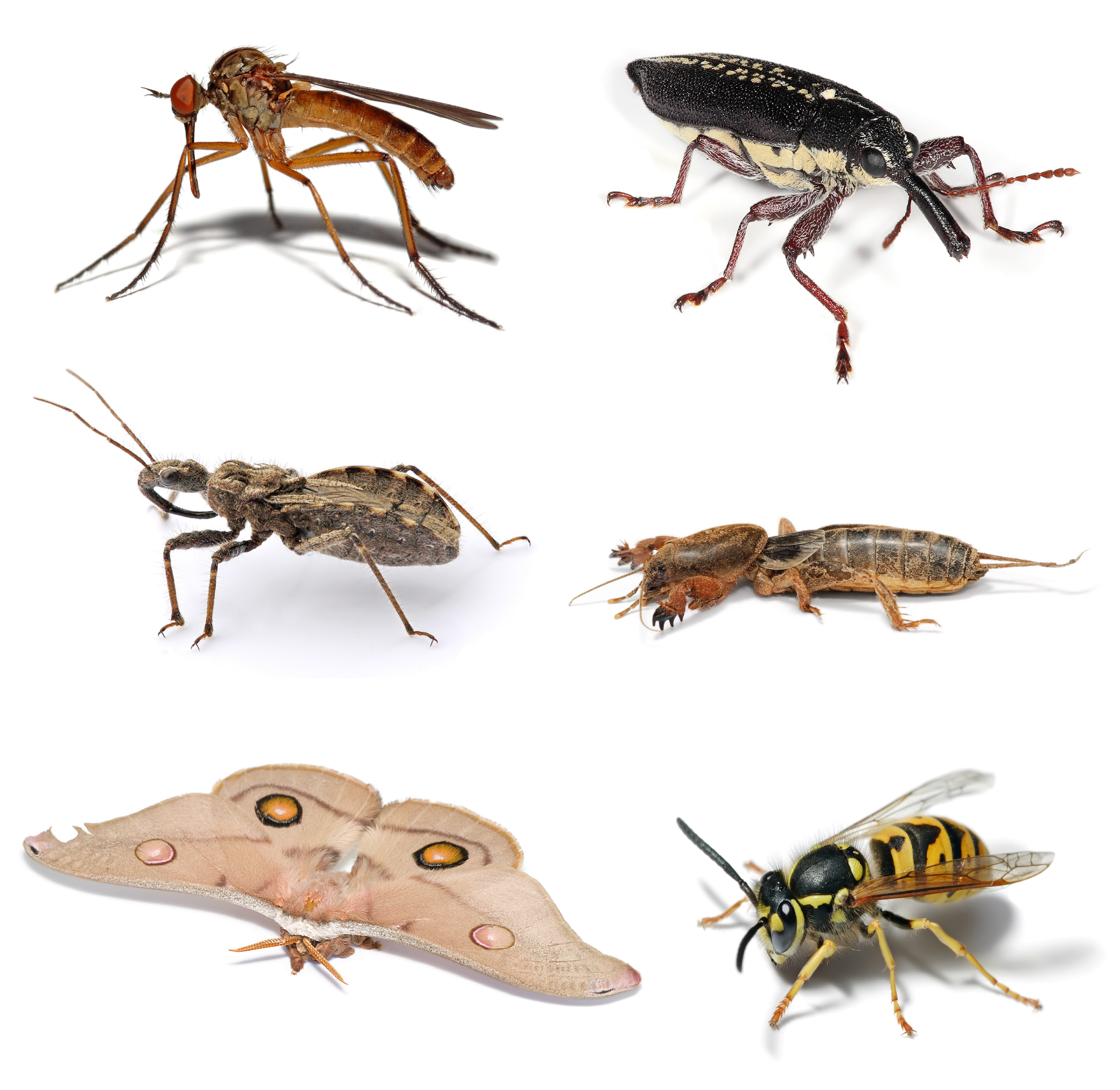 How many legs do all insects?