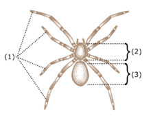 How many legs do arachnids have?