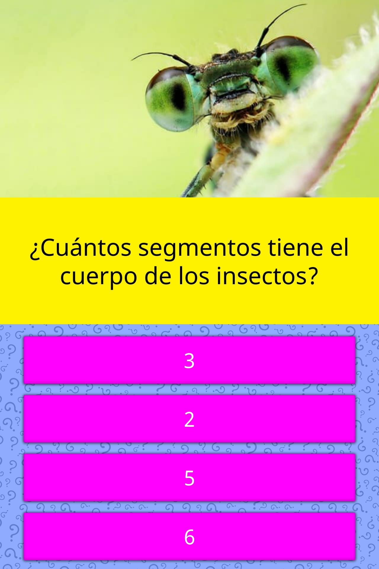 How many legs do insects have and how many body segments?