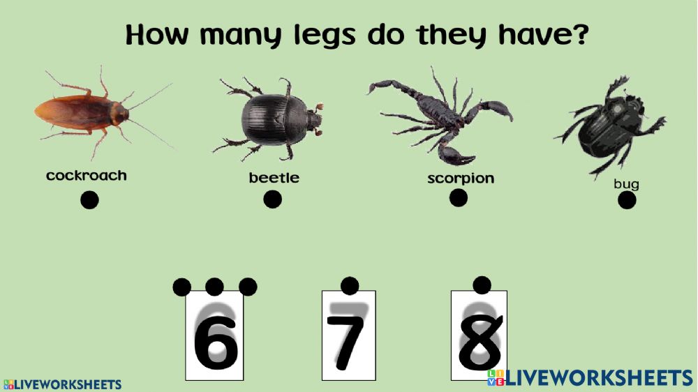 How many legs do insects have?