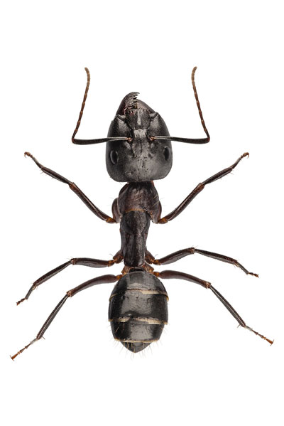 How many legs does 7 ants have?