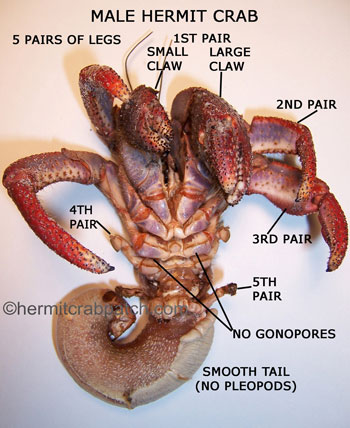 How many legs does a hermit crab have?