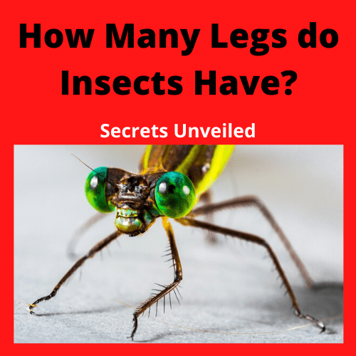 How many legs does a insect have?