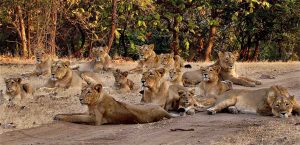 How many lions are in a group of wild cats?