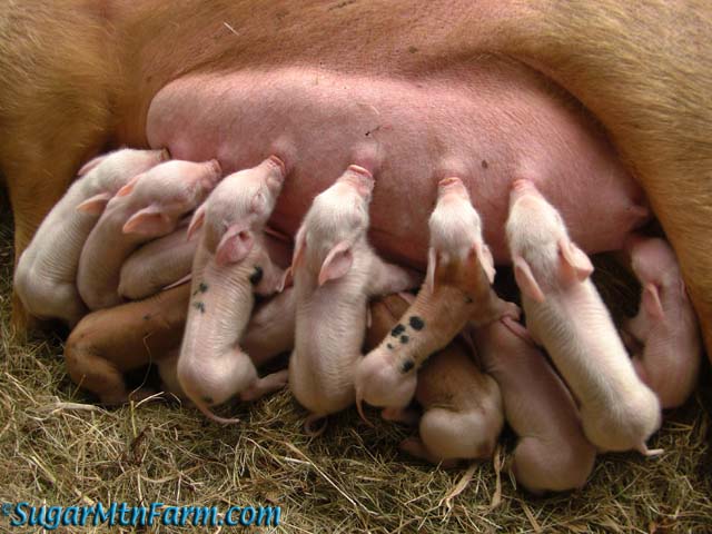 How many litters can a pig have in a year?