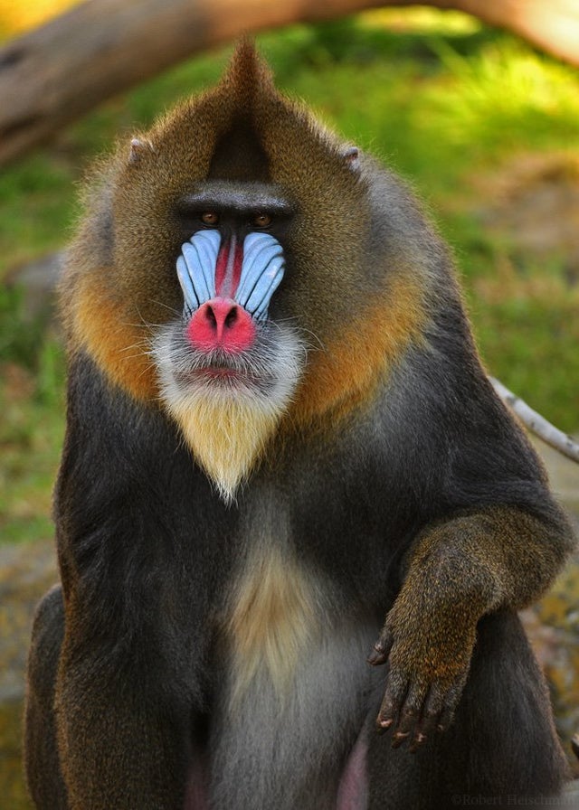 How many mandrills live in a crowd?