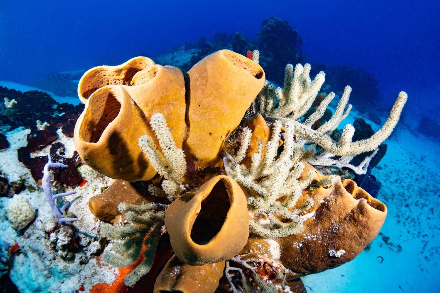 How many marine sponges are there?