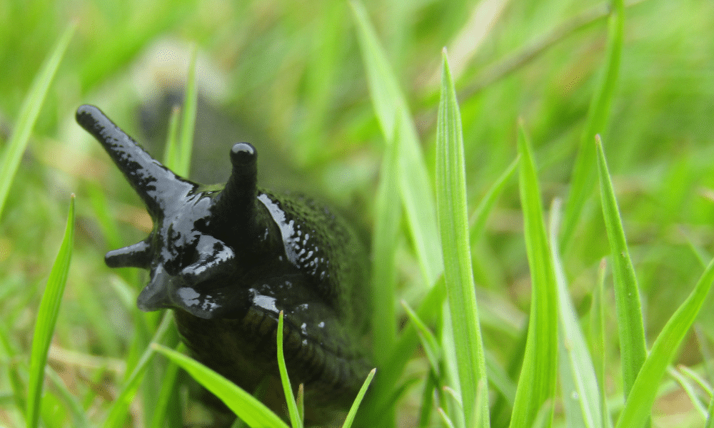 How many noses does a slug house?