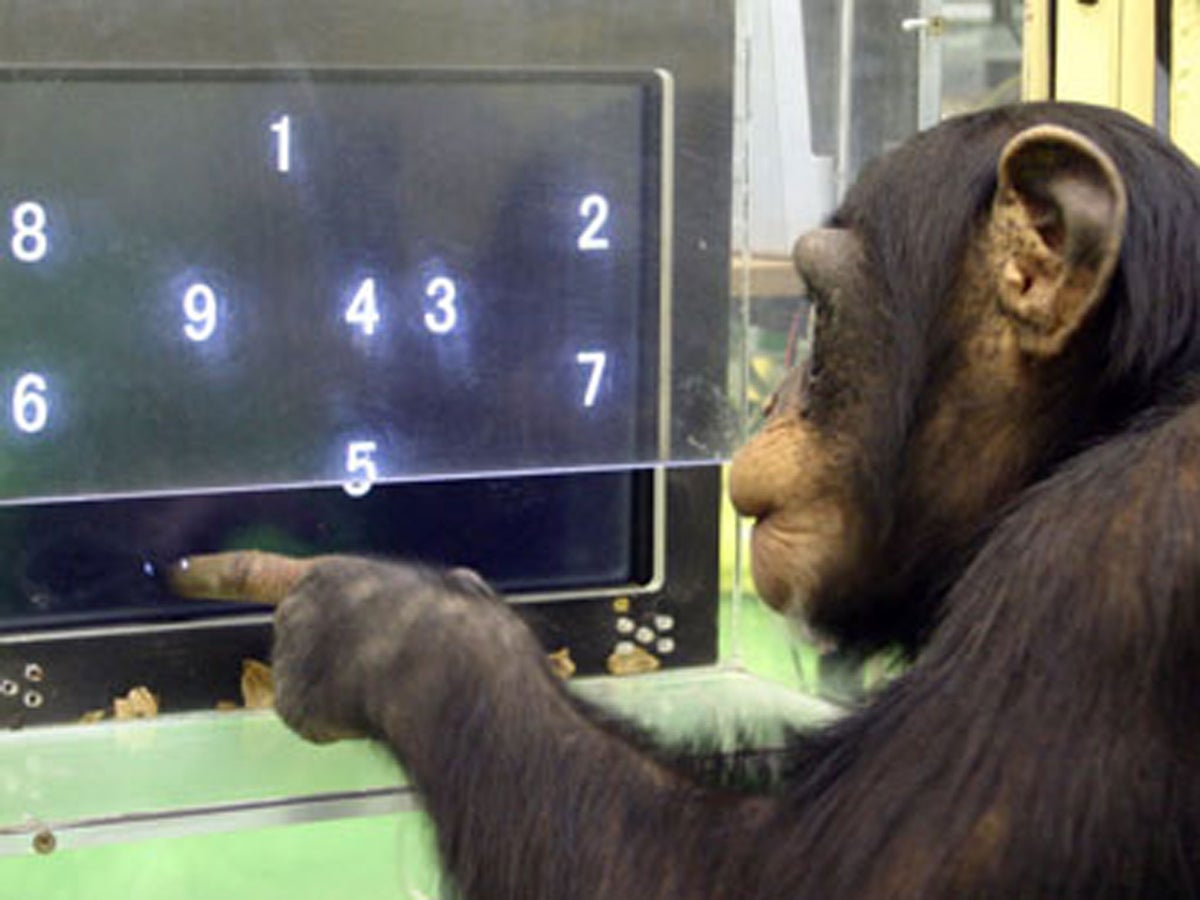 How many numbers can a chimp remember?