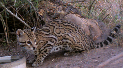 How many ocelots are in the US?