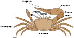 How many pair of claws does a crab have?