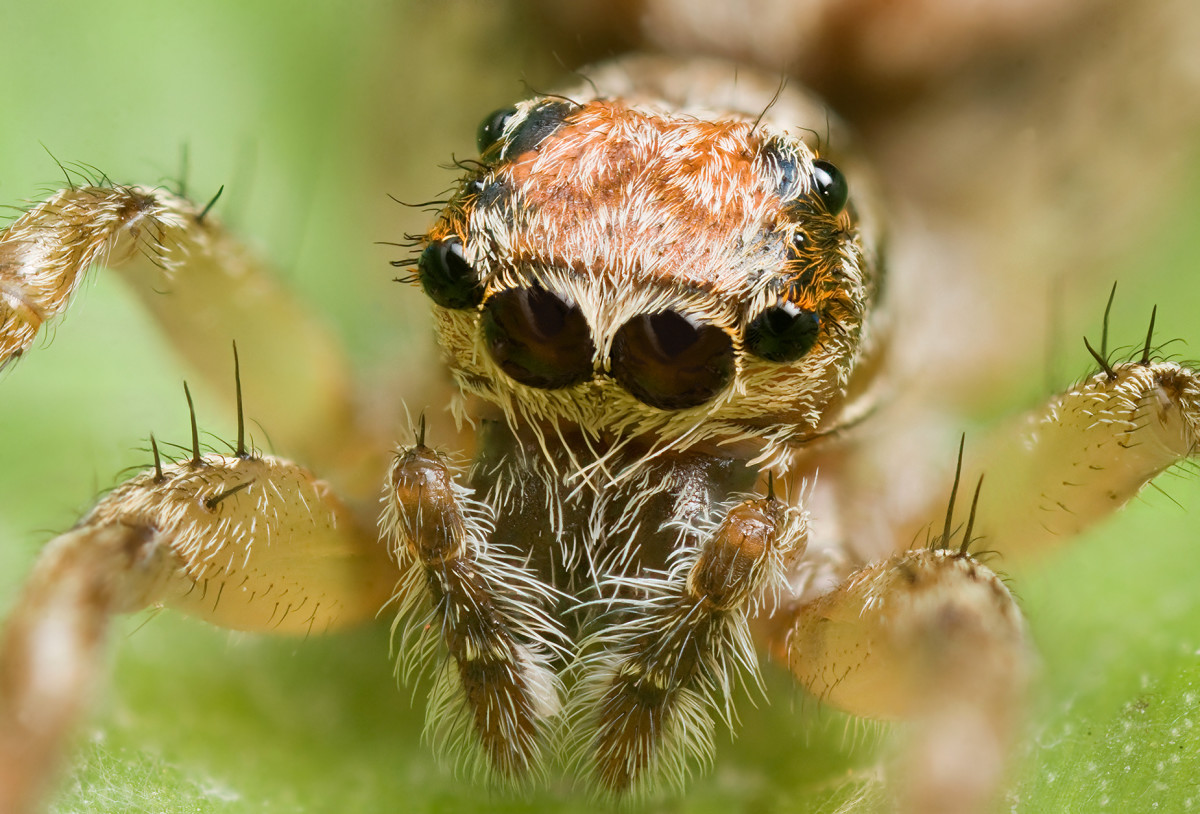 How many pairs of eyes do jumping spiders have?