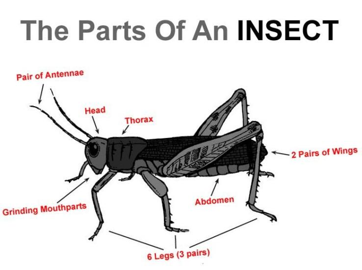 How many pairs of legs an insect has?