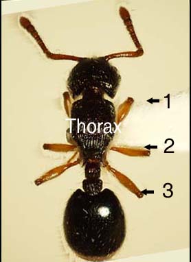 How many pairs of legs does a ants have?