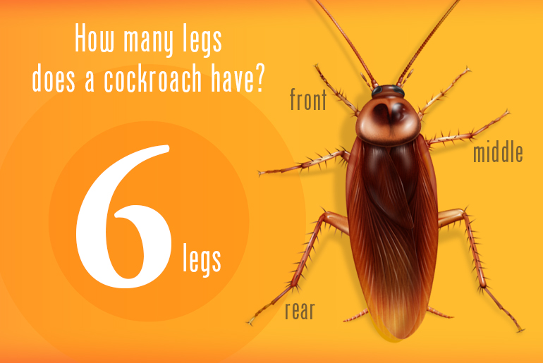 How many pairs of legs does a cockroach have?