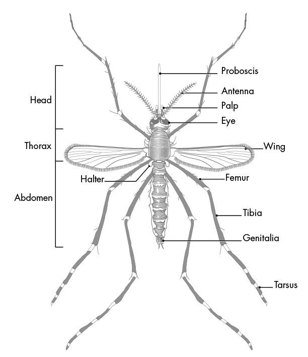 How many parts of a mosquito are there?