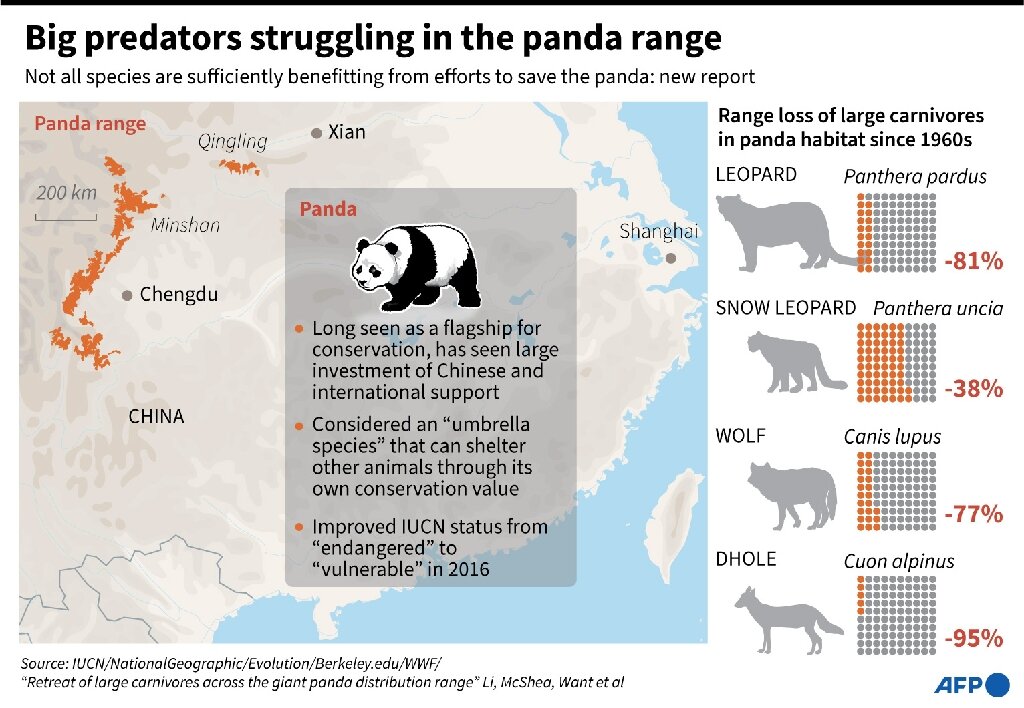 How many predators do giant pandas have?