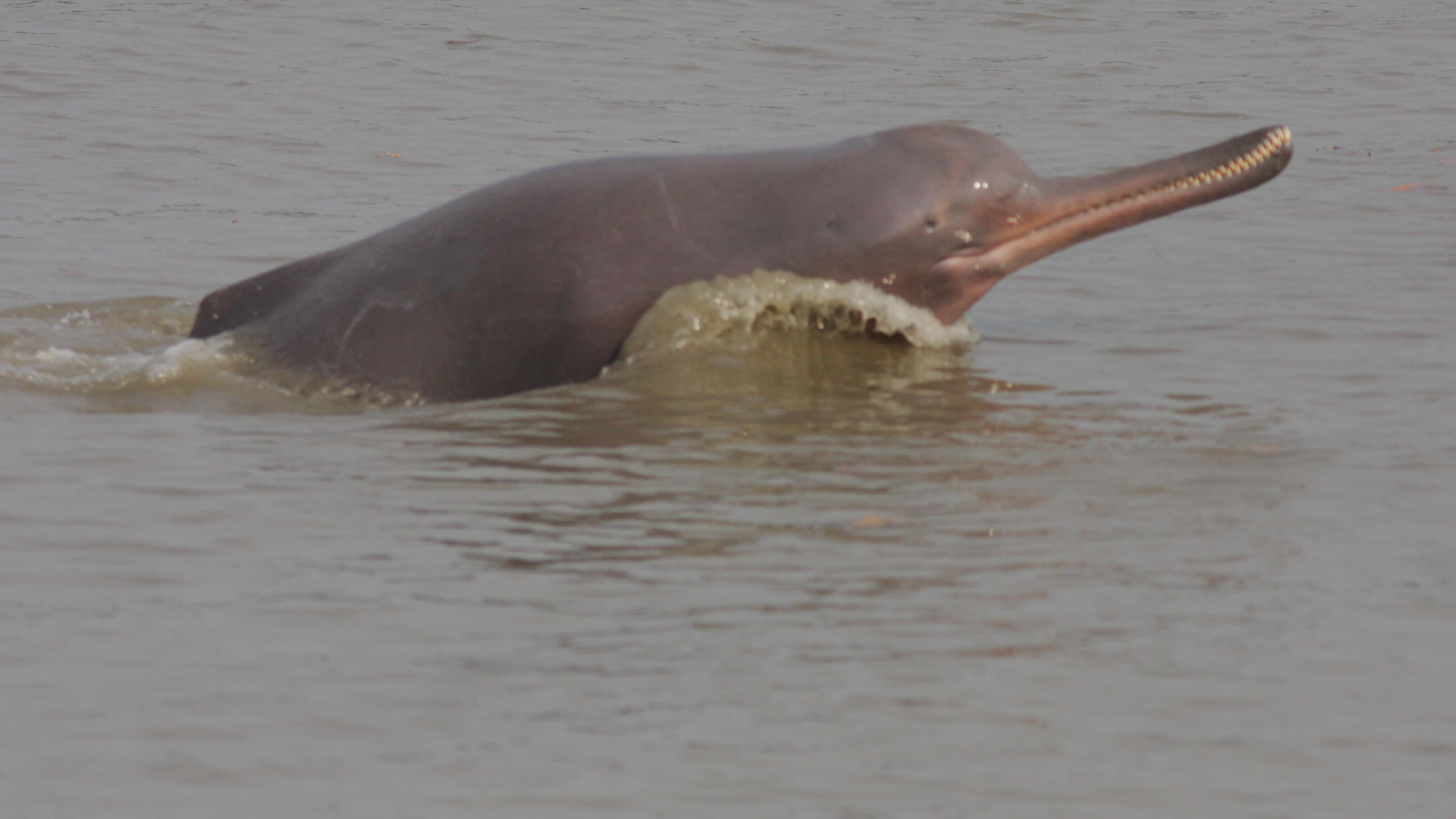 How many river dolphins are left in India?
