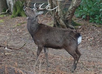 How many sika deer are in the UK?