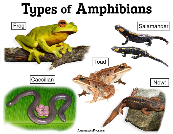 How many species are amphibians?