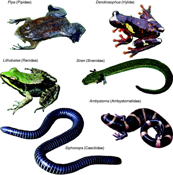 How many species of amphibians are in the order Anura?