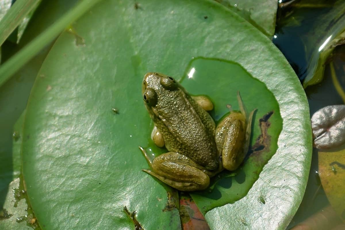 How many species of amphibians are there in the world 2020?