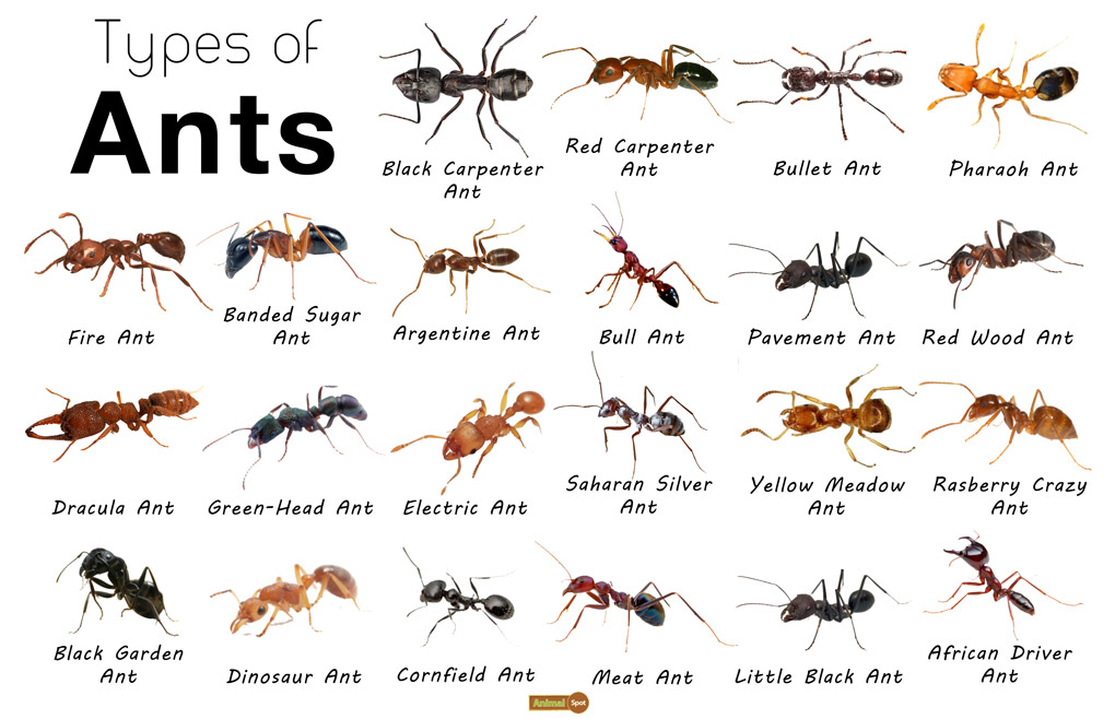 How many species of antants are there?