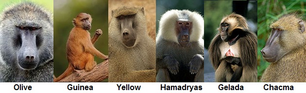 How many species of baboons are there?